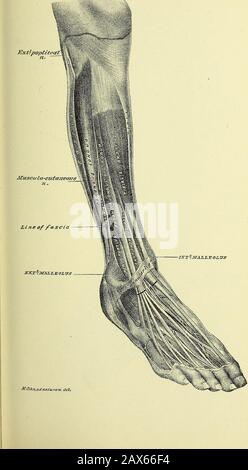 Anatomia umana pratica [risorsa elettronica] : una guida di lavoro per gli studenti di medicina e un pronto riferimento per chirurghi e medici . PIASTRA 72. Foto Stock