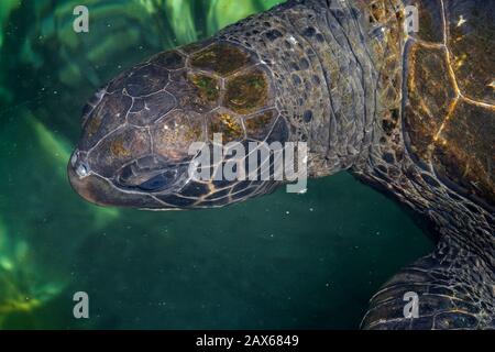 Primo piano di testa di tartaruga verde (Chelonia mydas) con alghe sul guscio Foto Stock