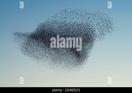 Bella grande gregge di starlings (Sturnus vulgaris) Geldermalsen nei Paesi Bassi. Nel mese di gennaio e febbraio, centinaia di migliaia di persone che soffrono la fame Foto Stock