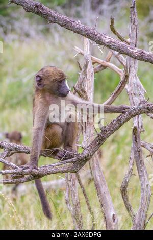 Babbuino di chacma giovanile isolato su un albero asciutto nel selvaggio Foto Stock