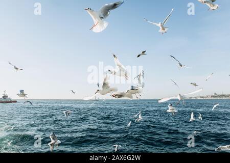 Vista sul Bosforo e gabbiani volanti a Istanbul in Turchia. Foto Stock