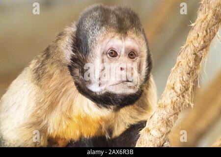 Primo piano di una triste scimmia cappuccina seduta su un corda in uno zoo Foto Stock
