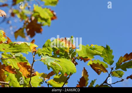 Autunno Foglie Colorate di quercia e cielo blu. Foto Stock