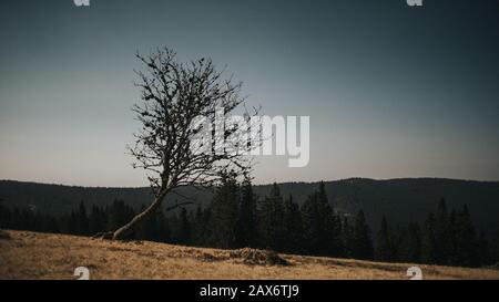 Foto di un albero pendente su un pendio contro a. cielo blu scuro sbiadisce Foto Stock