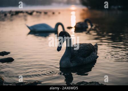 Primo piano di un cigno che nuotano con grazia su un lago creare splendide increspature al tramonto Foto Stock