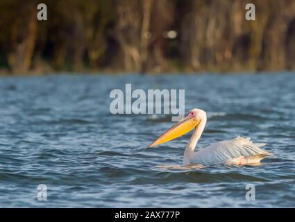 Grande Pelican Bianco Nuoto Nel Lago Naivasha, Kenya, Africa Foto Stock