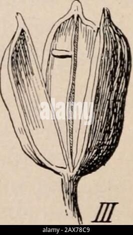 La botanica di Bergen, chiave e floraNorthern e centrale dichiara ed . l(^/)) a. Fig. 9. Iris i, fiore, sezione longitudinale: OV., ovaio. II, diagramma che mostra le stimmature; III, capsula, divisione tra le partizioni FAMIGLIA ORCHIS 47 2. I. prismatatica Piirsh. Bandiera Blu Sottile. Rootstock rathersnella, vitli tuber-come le porzioni ispessite. Stelo sottile, cinodrico, di solito non ramificato, alto 1-3 piedi. Lascia 2-3 in numero, nar-rowly lineare, F.-| in. Largo. Fiori slanciati-peduncerati, solitari o intwos, blu con vene gialle, il perito tubo senza perardore e senza cresta. Ovaio a 3 angoli; Foto Stock