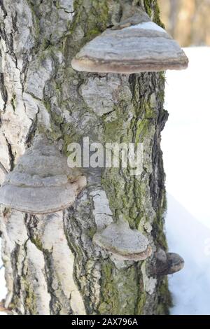 Fungo di tinder su un tronco di betulla. Primo piano Foto Stock