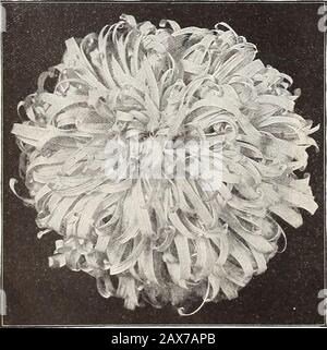 Fattoria di Currie e giardino annuale : primavera 1915 . ASTER, ROCHESTER VIOLA. ASTER, GLORIA AUTUNNALE. Pkt. Re violetto: Uno stile distinto di fiori che riamparono un po' i tipi voluti. I petali, tuttavia, arelarger e più ampio vicino al centro; sono ritorti, arricciati e incurvi, completamente coprendo il Crown.The fioriture spesso misura 4 a 5 pollici. Il colore violetto morbido isa . ... 10 Pink senza Peerless e Bianco senza Peerless: Due Mostri veramente magnifici del tipo a ramificazione tardiva. I fiori, grandi come un grande Chrysanthemum, perfetto nella forma, molto doppio e pieno con petalsof fine splendidamente organizzato Foto Stock