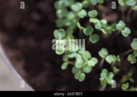 Pianta germogliando. Piantina su suolo nero. Appena crescendo germogli verdi freschi Foto Stock
