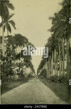 Cuba passato e presente . ed dal con-drawal delle navi per scopi di guerra, mentre il commercio teirtourist ha sofferto un declino simile a quello ex-perenced dagli altri re-classificazione dell'inverno dell'India occidentale. Prima della guerra Cuba era meravigliosamente dotata di un servizio di steamship tra gli isolani e i porti americani ed europei, e non c'è dubbio che in anni futuri le repubbliche 240 CUBA, LE comunicazioni marittime PASSATE E PRESENTI supereranno di gran lunga le lateesistenti prima del conflitto mondiale. La prosperità del paese e le sue molteplici attrazioni portano volontariamente a questo risultato. Politicamente e sociale Foto Stock