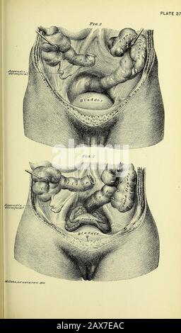 Anatomia umana pratica [risorsa elettronica] : una guida di lavoro per gli studenti di medicina e un pronto riferimento per chirurghi e medici . Foto Stock