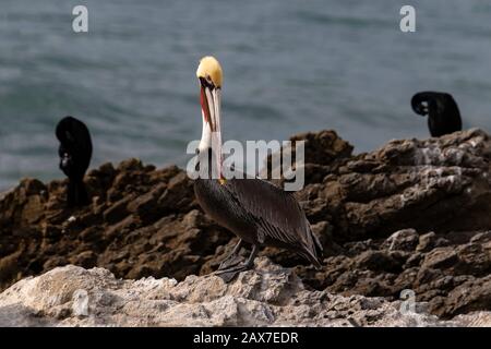 California Brown Pelican (Pelecanus occidentalis) in piedi sulla roccia vicino Malibu, California. Cormorani marroni dietro; oceano Pacifico sullo sfondo. Foto Stock