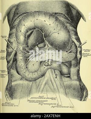 Anatomia umana pratica [risorsa elettronica] : una guida di lavoro per gli studenti di medicina e un pronto riferimento per chirurghi e medici . PIASTRA 36. Foto Stock