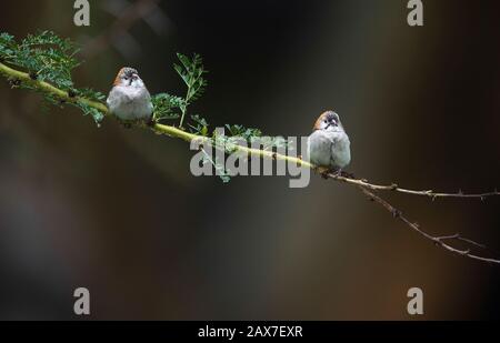 La coppia Sparrow, fronteggiata e punteggiata, è seduta su un ramoscello visto a Masai Mara, Kenya, Africa Foto Stock