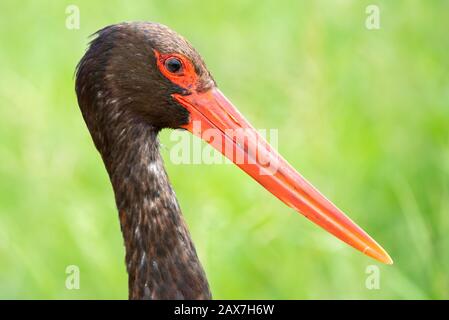 Uccelli sudafricani - una cicogna nera - Ciconia nigra - con fogliame verde sullo sfondo fotografato nel Parco Nazionale Kruger in Sud Africa Foto Stock