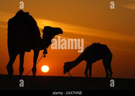 Silhouette di cammelli al tramonto. Foto Stock