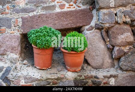 Piante Greche Di Bush Basilio. Due vasi di fiori di terracotta con erbe di basilico verde fresco con piccole foglie sull'isola greca di Molyvos. Foto Stock