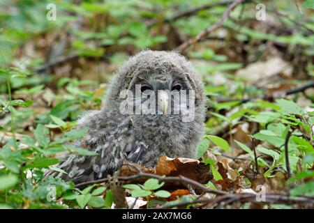 Il gufo degli Urali (Strix uralensis) è un gufo notturno piuttosto grande. È un membro della vera famiglia di uccelli, Strigidae. Uccelli giovani Foto Stock