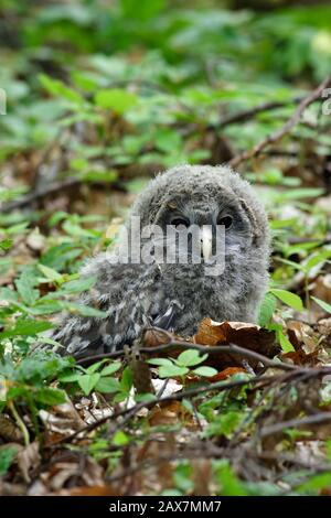 Il gufo degli Urali (Strix uralensis) è un gufo notturno piuttosto grande. È un membro della vera famiglia di uccelli, Strigidae. Uccelli giovani Foto Stock