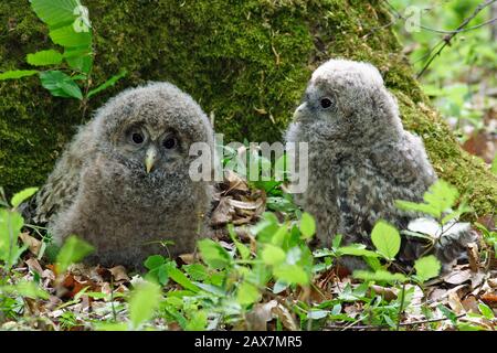 Il gufo degli Urali (Strix uralensis) è un gufo notturno piuttosto grande. È un membro della vera famiglia di uccelli, Strigidae. Uccelli giovani Foto Stock