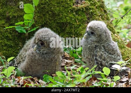 Il gufo degli Urali (Strix uralensis) è un gufo notturno piuttosto grande. È un membro della vera famiglia di uccelli, Strigidae. Uccelli giovani Foto Stock