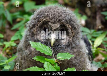 Il gufo degli Urali (Strix uralensis) è un gufo notturno piuttosto grande. È un membro della vera famiglia di uccelli, Strigidae. Uccelli giovani Foto Stock