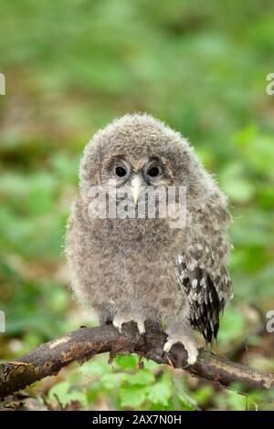 Il gufo degli Urali (Strix uralensis) è un gufo notturno piuttosto grande. È un membro della vera famiglia di uccelli, Strigidae. Uccelli giovani Foto Stock