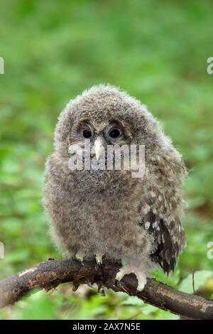 Il gufo degli Urali (Strix uralensis) è un gufo notturno piuttosto grande. È un membro della vera famiglia di uccelli, Strigidae. Uccelli giovani Foto Stock