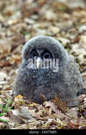 Il gufo degli Urali (Strix uralensis) è un gufo notturno piuttosto grande. È un membro della vera famiglia di uccelli, Strigidae. Uccelli giovani Foto Stock