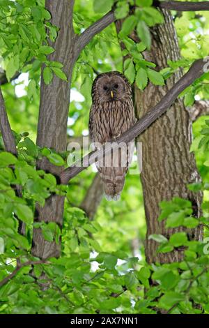 Il gufo degli Urali (Strix uralensis) è un gufo notturno piuttosto grande. È un membro della vera famiglia di uccelli, Strigidae. Ritratto adulto Foto Stock