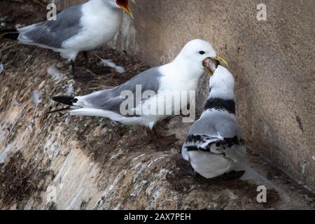 Kittywake nutrimento giovane a Nest on Ledge a Newcastle upon Tyne, Northumberland, Inghilterra Foto Stock