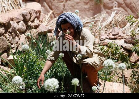 Le erbe vengono coltivate nei giardini precari all'ombra del Monte Sinai. Foto Stock