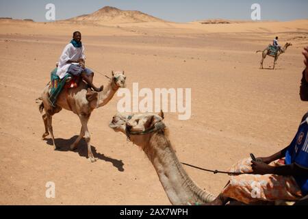 Egitto - Cammelli nel deserto vicino al Monastero di San Simeone. Foto Stock