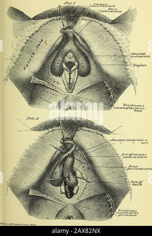 Anatomia umana pratica [risorsa elettronica] : una guida di lavoro per gli studenti di medicina e un pronto riferimento per chirurghi e medici . PIASTRA 15. Foto Stock