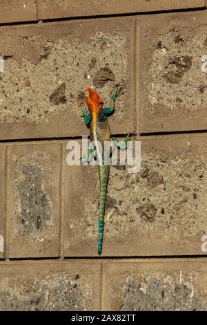 Uomo Africano Arcobaleno Lizard (Agama Agama) - Tsavo Est (Kenya) Foto Stock