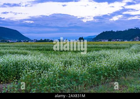 Campo di grano saraceno al tramonto con vista sulle montagne. Terreno agricolo di grano saraceno in fiore. Il grano saraceno è l'ingrediente principale per le tradizionali tagliatelle di soba giapponesi Foto Stock