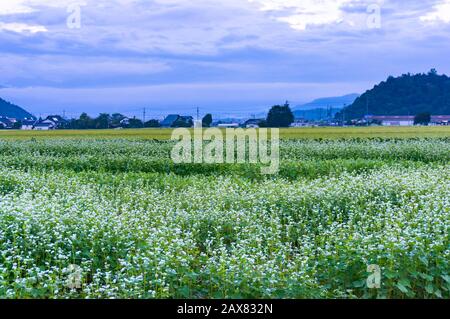 Campo di grano saraceno al tramonto con vista sulle montagne. Terreno agricolo di grano saraceno in fiore. Il grano saraceno è l'ingrediente principale per le tradizionali tagliatelle di soba giapponesi Foto Stock