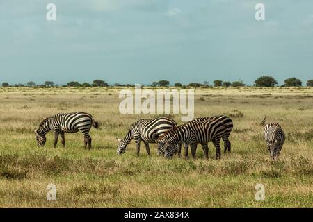 Zebre pascolare a Tsavo Est Foto Stock