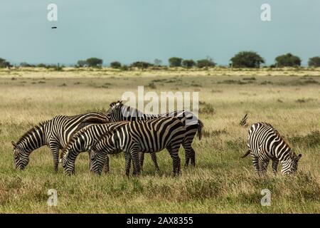 Zebre pascolare a Tsavo Est Foto Stock