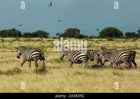 Zebre pascolare a Tsavo Est Foto Stock