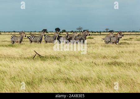 Zebre pascolare a Tsavo Est Foto Stock