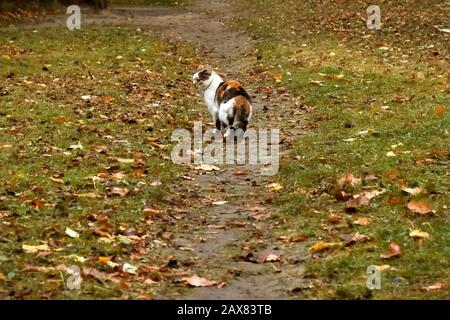 Il gatto sta camminando lungo il sentiero Foto Stock