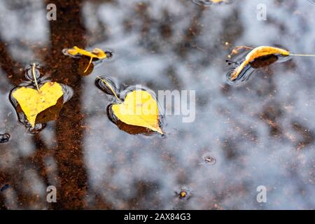 Foglie di autunno giallo in una pozza con riflessione del cielo Foto Stock