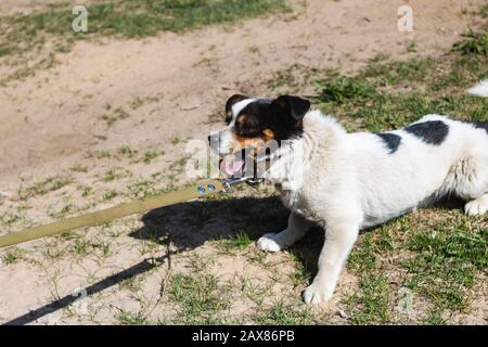 Piccolo cane bianco con macchie nere, ritratto di closeup Foto Stock