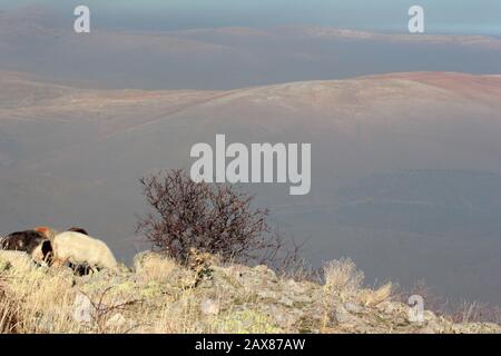 Pecore al pascolo alto sopra foggy mountain Foto Stock