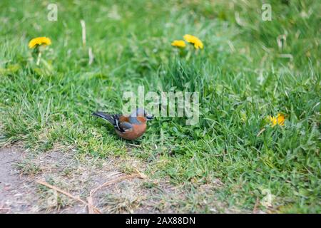 Piccolo uccello marrone con un seme nel suo becco Foto Stock