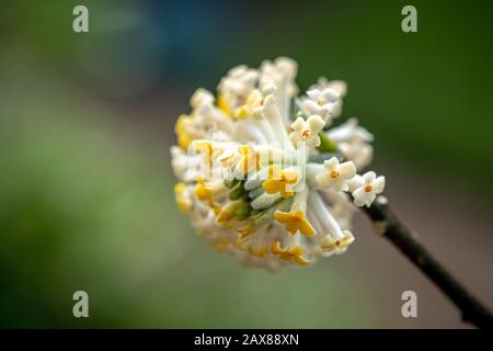 Una foto closeup del delizioso arbusto orientale paperbush (edgeworthia papyrifera) Foto Stock