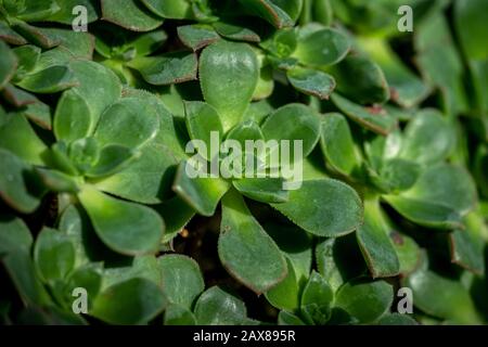 Una foto di closeup di aeonium decorum (pinwheel verde) pianta Foto Stock