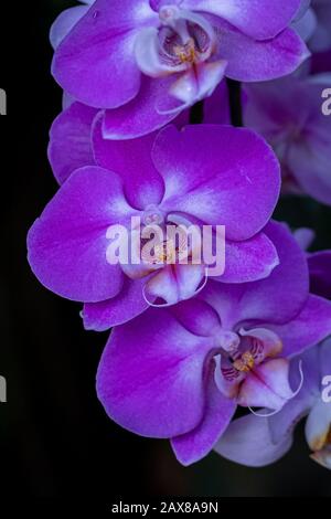 Vivaci orchidee viola con sfondo nero al Kew Gardens Orchidee Festival, Regno Unito Foto Stock